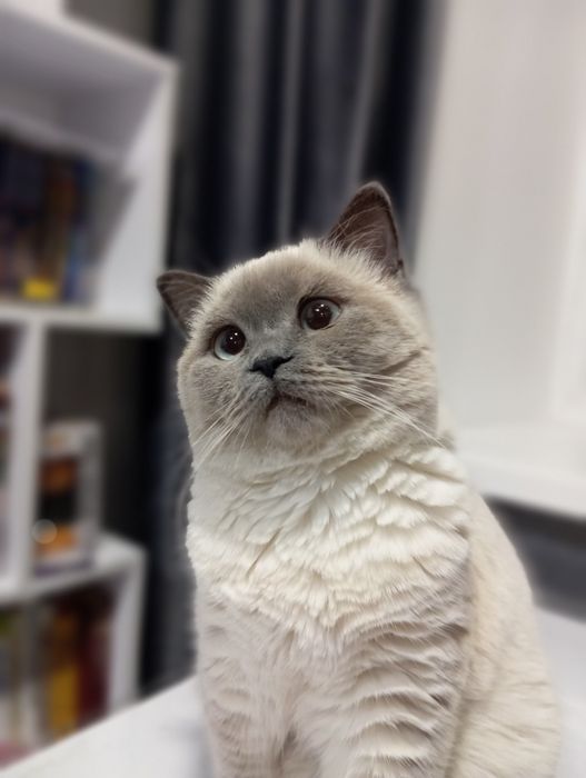 Гарна киця шукає нареченого.