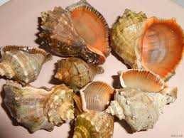 продам разные аквариумные ракушки
