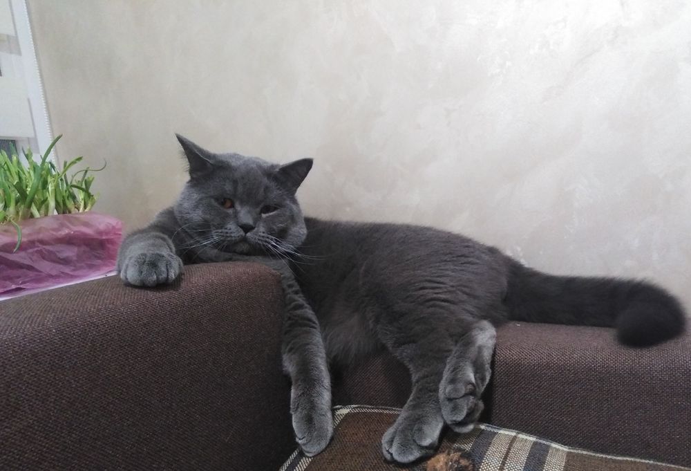 В'язка, кіт вязка, случка. Шотландець.Scottish straight.Скоттіш страйт