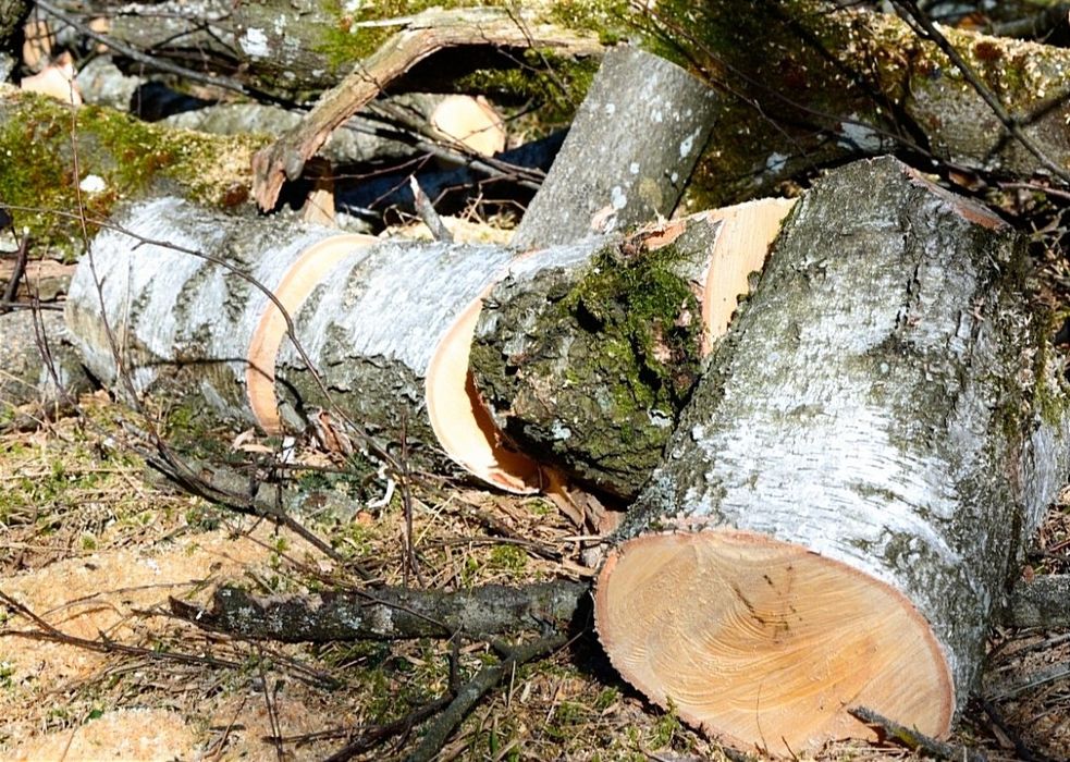 Mokre drewno drzewo opałowe kominkowe kawałki max 30cm lub wałki