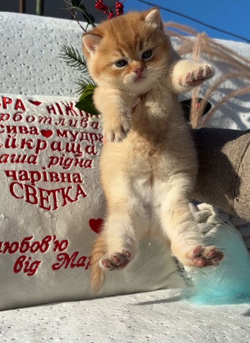 Милі та веселі котики шотландці золота шиншила