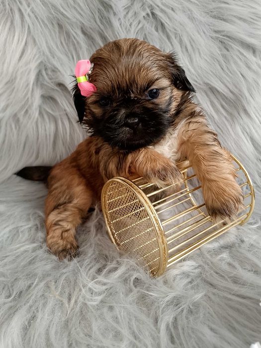 Piękna suczka rasy Shih-Tzu