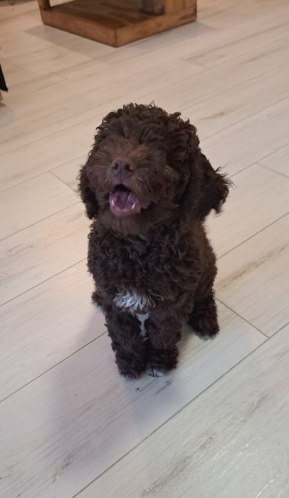 Lagotto Romagnolo- chłopczyk
