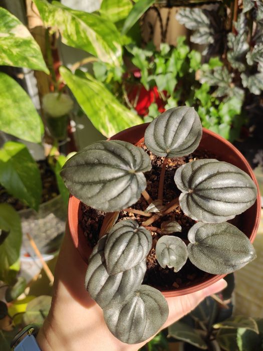 Пеперомія срібляста ( Silver), пеперомія Рейндроп, пепером Піксі лайм