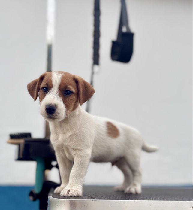 Cachorrinho Jack Russell Terrier c/ Afixo e LOP