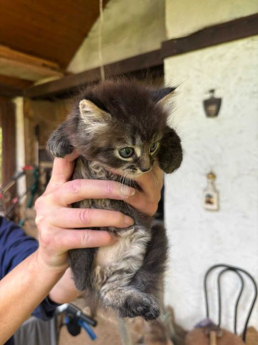 Гарні котики чекають на своїх дбайливих господарів!
