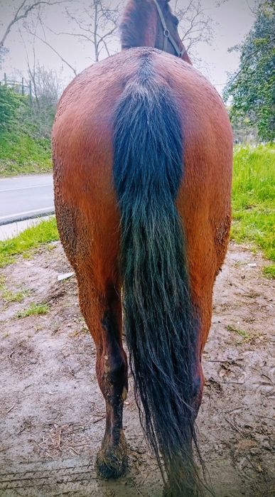 Cavalo manso montado