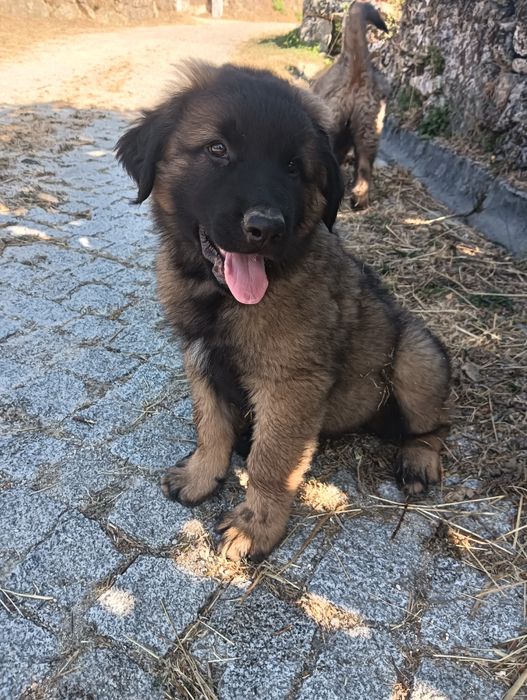 Cachorra serra da estrela