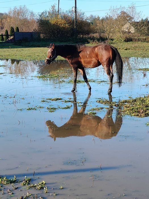 Sprzedam araba ogier