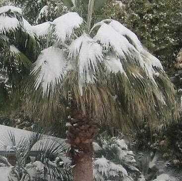 Waszyngtonia Filibusta Palma hybryda mrozoodporna WASHINGTONIA