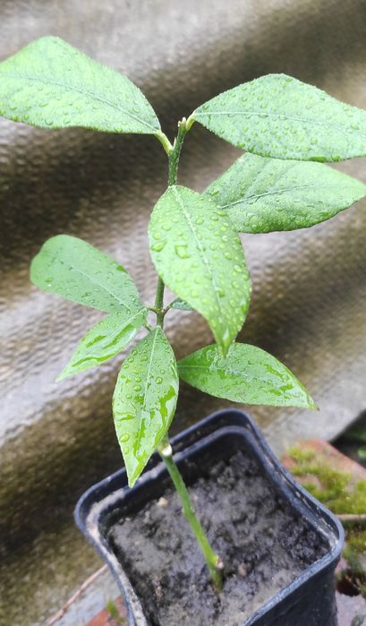 Вкорінені живці плодоносного лимонного дерева