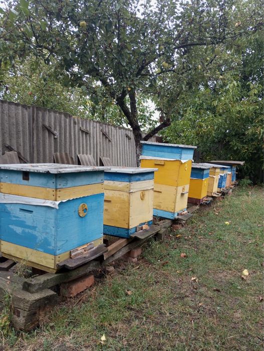 Продається пасіка