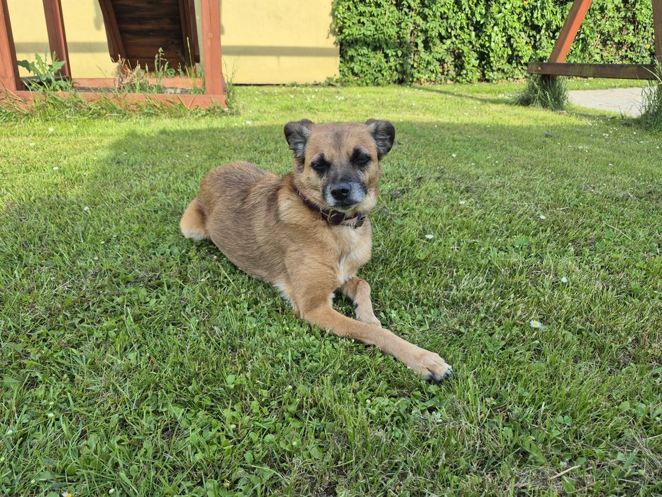 Opieka nad psami u mnie w domu