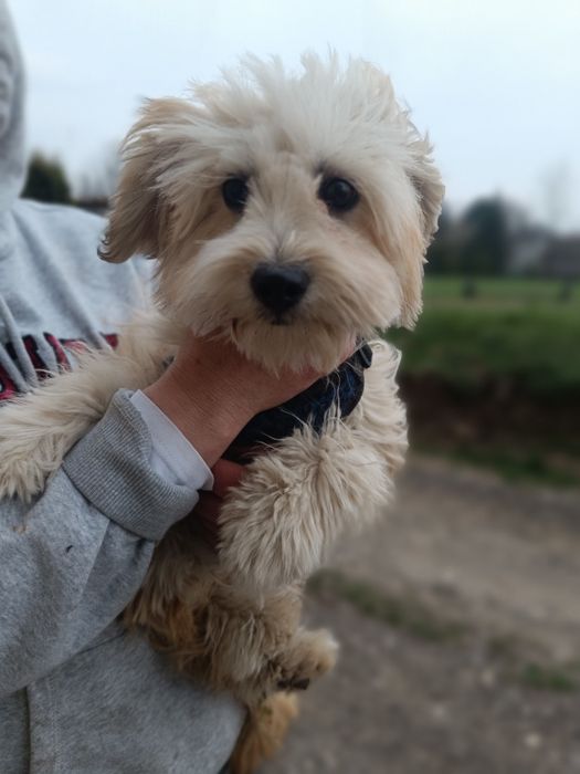 Suczka szuka nowego domu.