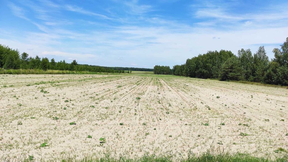 Grunty rolne ok. 5 ha - Sławacinek Stary - Widok 2