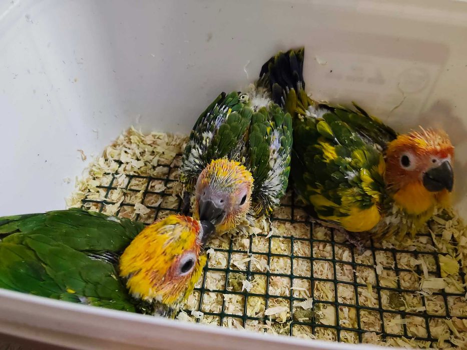 Aratinga sol para terminar de criar a mão