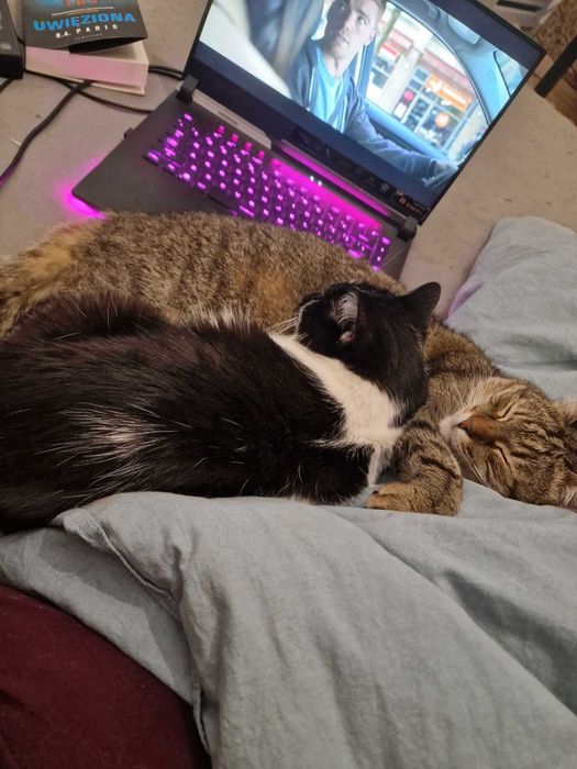 Timon i Aniela do adopcji szukają domu