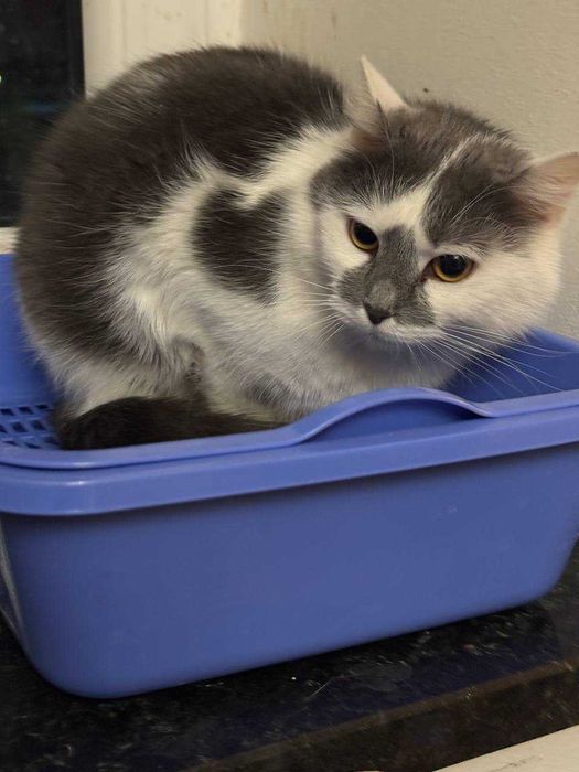 ніжна муркотлива та лагідна киця