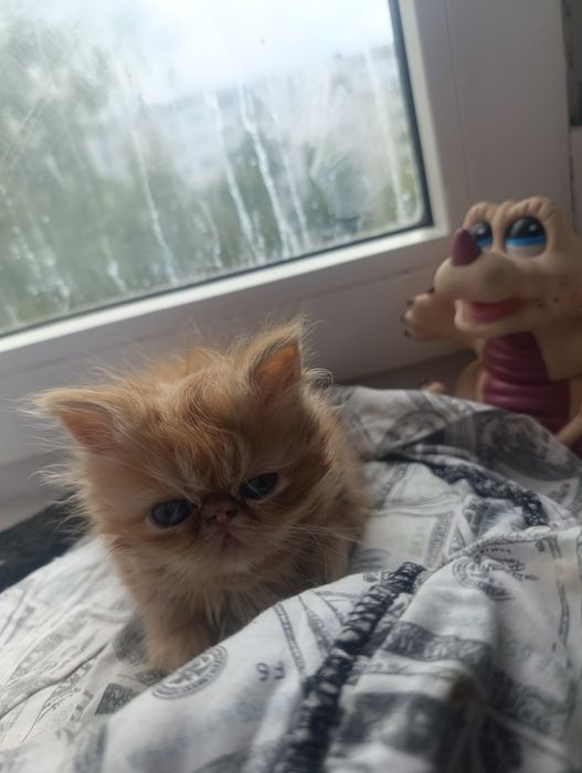 Персидські котята