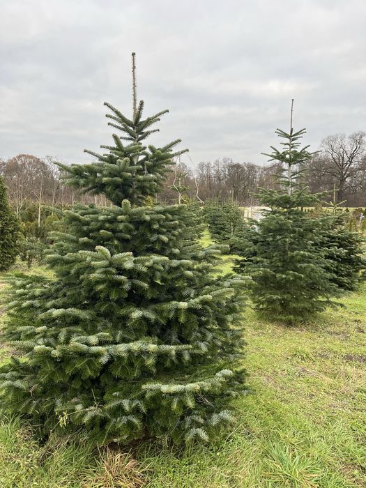 Choinka Wrocław choinki z plantacji