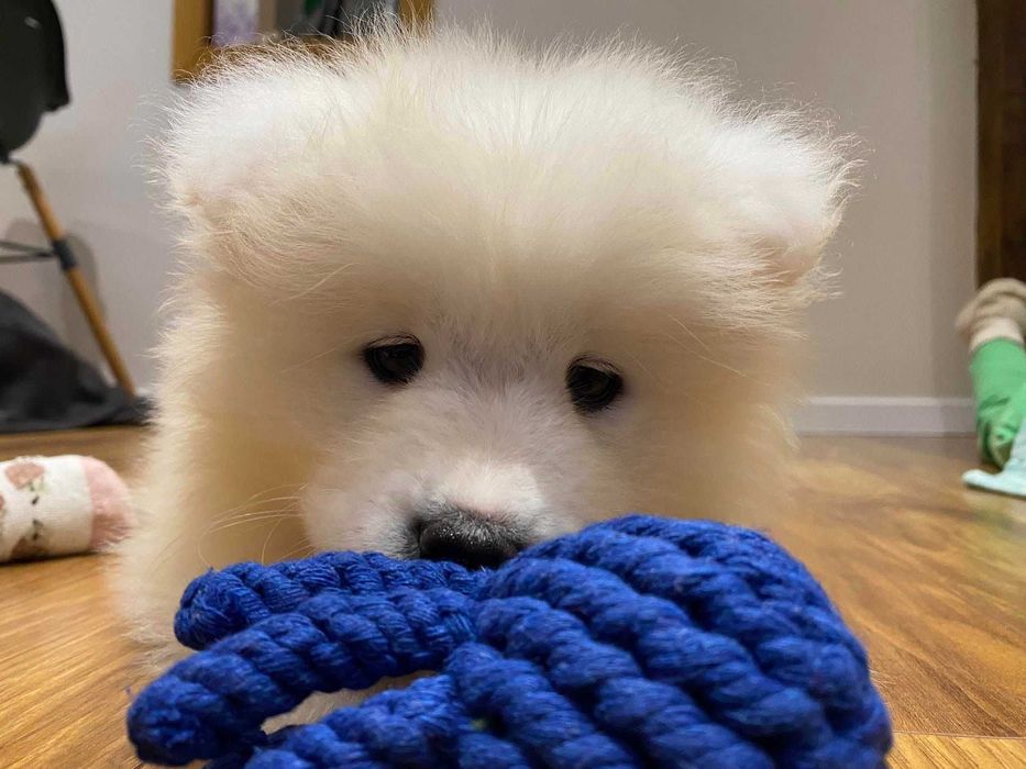 Samoyed FCI/ZKwP badania, śnieżnobiały