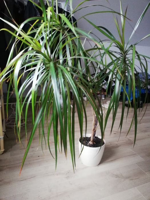 Sprzedam kwiaty doniczkowe