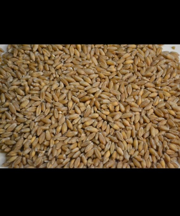 Pszenżyto ozime owies jary