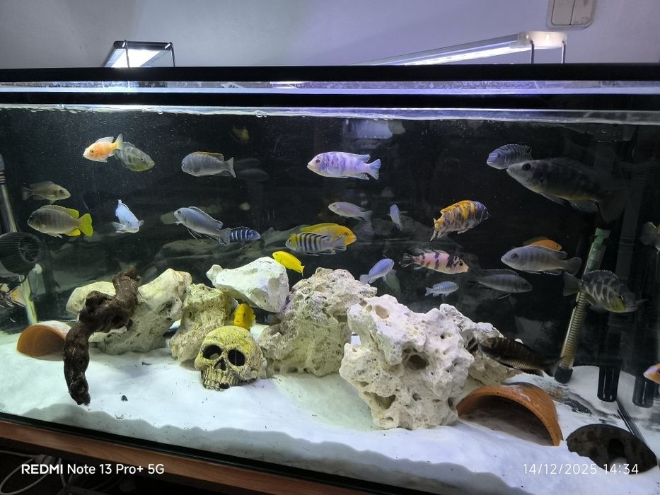 Aquário com tudo incluído mudança de casa