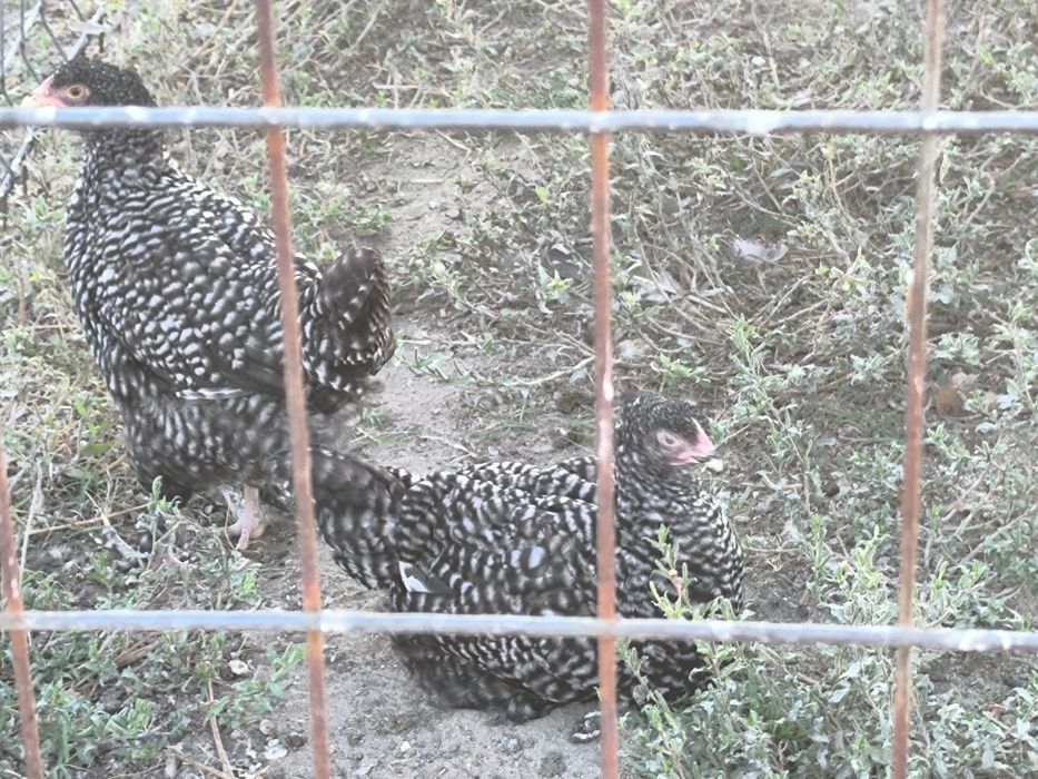 Frangos, ovos malines e pintos