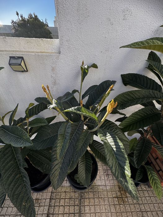 Vendo Nespereira com 2 Anos