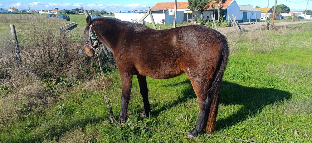 Cavalo montado e engatado