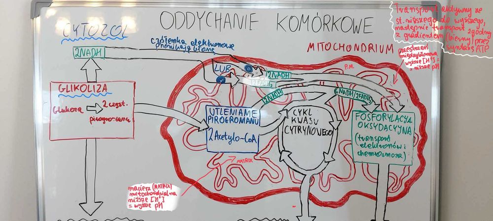 Korepetycje BIOLOGIA Matura ONLINE ze studentem lekarskiego