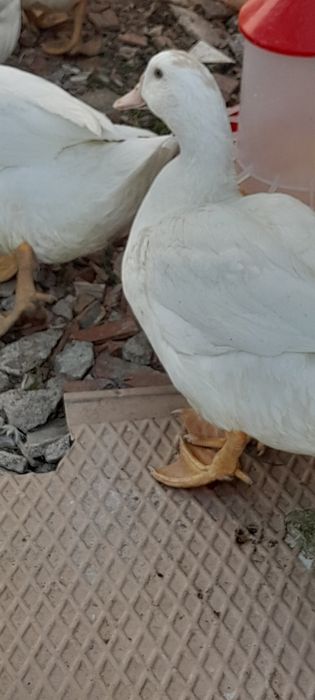 Patos Pequim Jovens