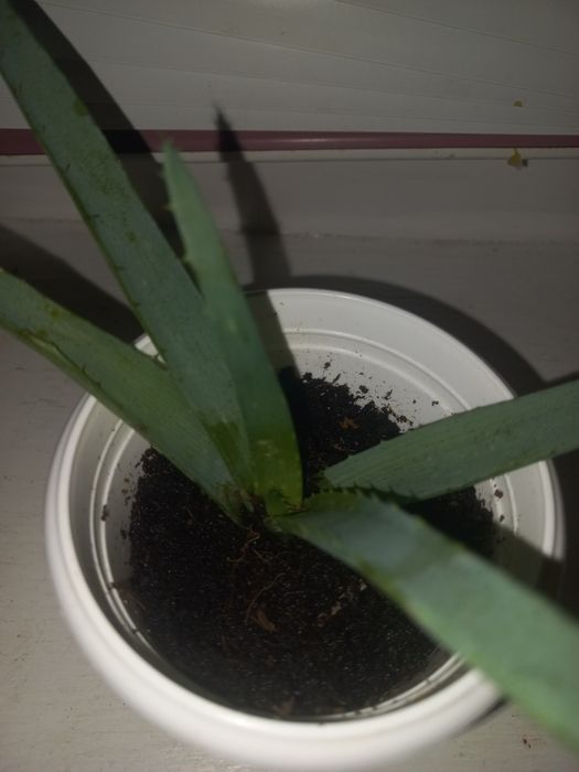 Вазони різні-лимон,традесканція,алоє,40грн