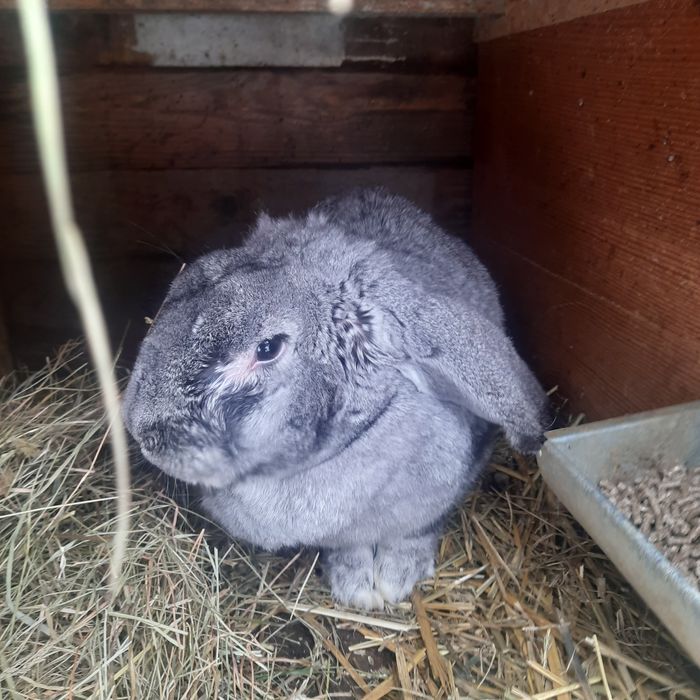 Baran francuski, samica szynszylowy.