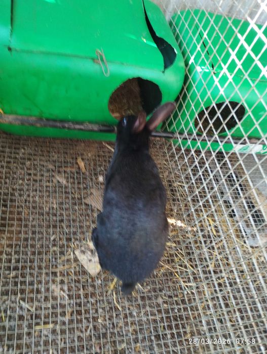 Vende-se Coelhos grandes e pequenos