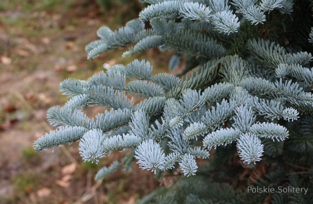 Jodła szlachetna abies nobilis