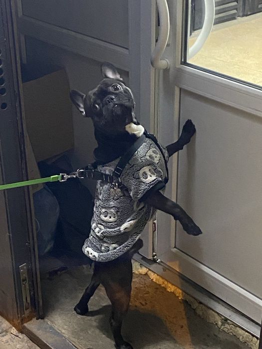 Вязка. Кобель французский бульдог ищет невесту