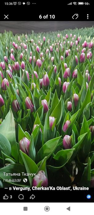 Тюльпани ГУРТ та РОЗДРІБ! Свіжий зріз, висока якість. Власна теплиця!