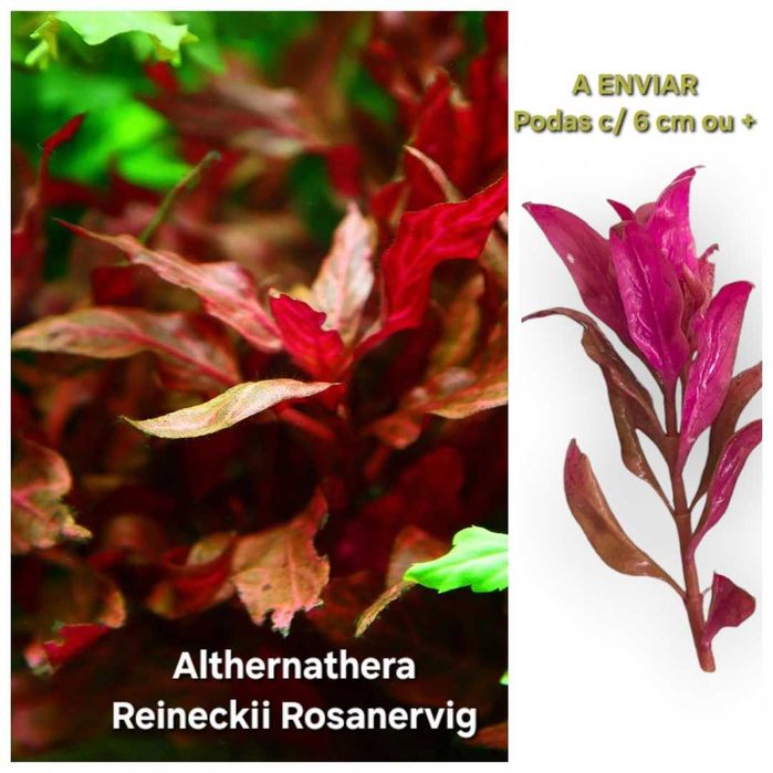 Pack Plantas Aquário - Faça o seu Pack