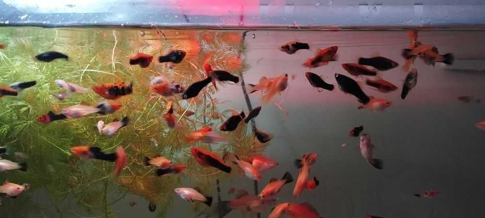 Mieczyki rybki akwariowe mix