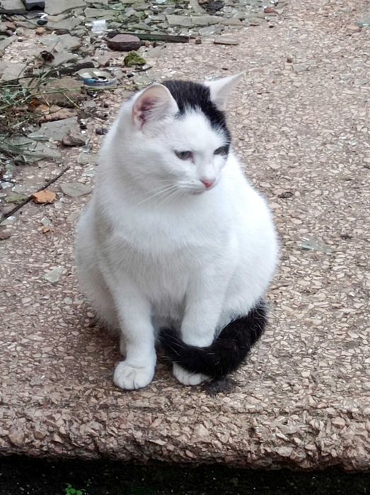 Котикам підліткам потрібні родини