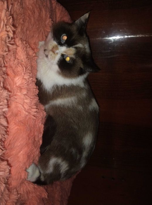 Голубоглазая красотка