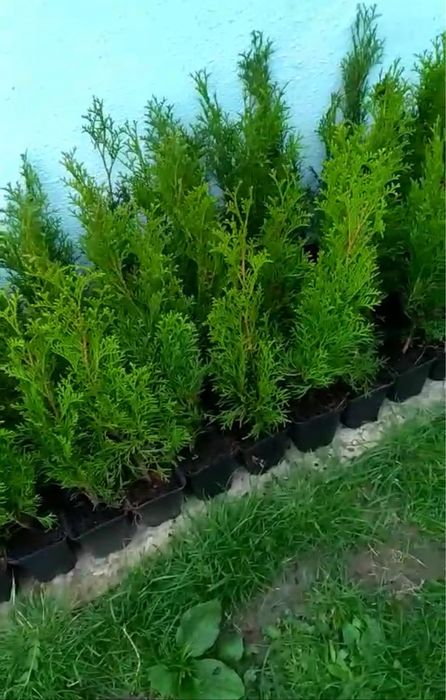 1.2 - 600грн. 1.4 - 700грн. 1.5 - 800грн. Туя Смарагд туї