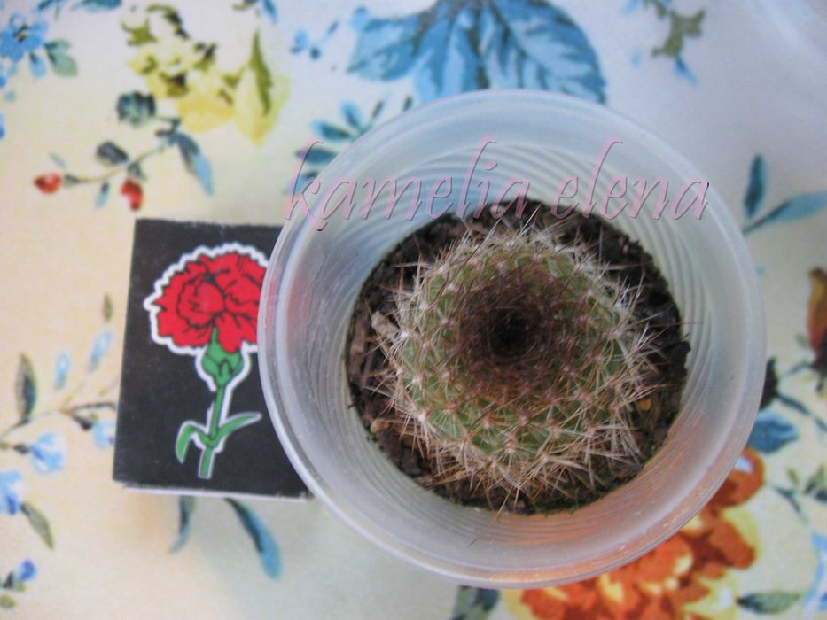 Кактус ребуция желтый.