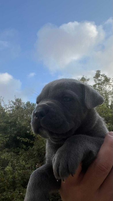 Cane Corso – Forte, Ideal para Família e Guarda