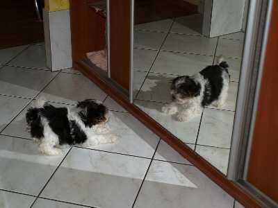 Biewer Yorkshire Terrier suczka 9  tyg.