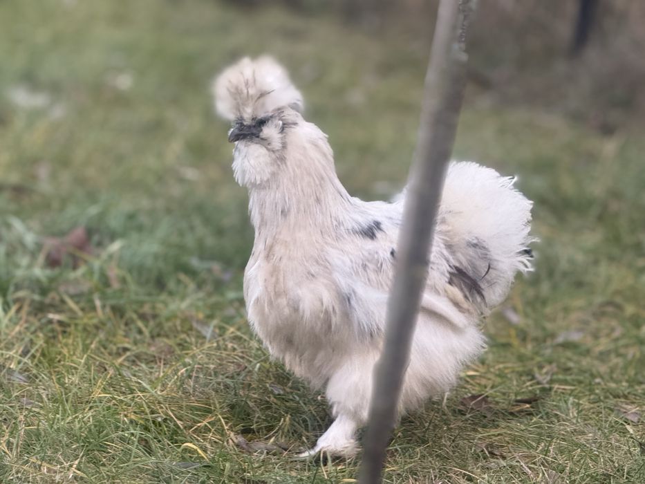 Silki jedwabiste paint kury