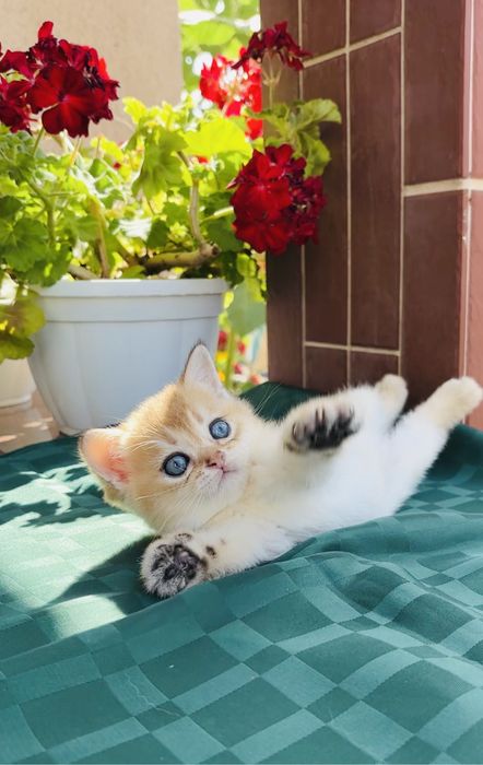 Хлопчик 1,5 місяці . Шотландське кошенятко.