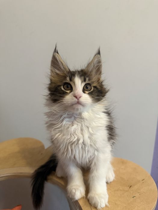 Дівчинка Мейн кун Львів